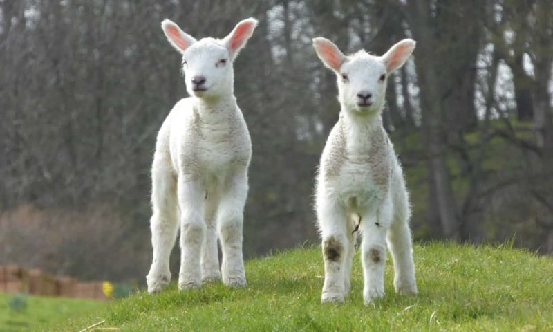 Lambs which haven