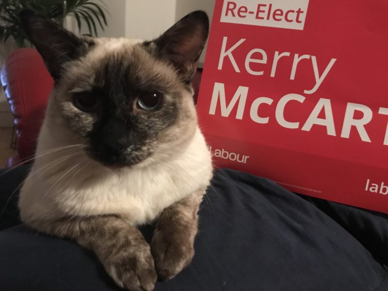 Rescue cat Polly McArthur-Trimby says don